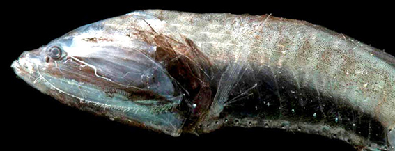 Cyclothone pallida_aust_02.jpg